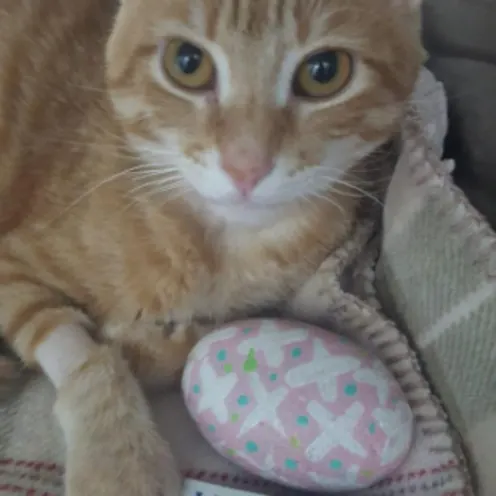 An Orange Cat with an Easter Egg